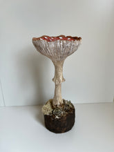 Load image into Gallery viewer, Paper Mâché Mushrooms