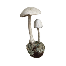 Load image into Gallery viewer, Handcrafted Paper Mâché Mushrooms