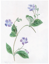 Load image into Gallery viewer, Custom Framed Botanical Print