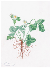 Load image into Gallery viewer, Custom Framed Botanical Print