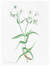 Load image into Gallery viewer, Custom Framed Botanical Print
