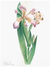 Load image into Gallery viewer, Custom Framed Botanical Print
