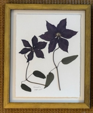 Load image into Gallery viewer, Clematis - Framed