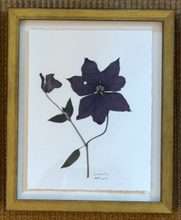 Load image into Gallery viewer, Clematis - Framed