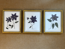 Load image into Gallery viewer, Clematis - Framed