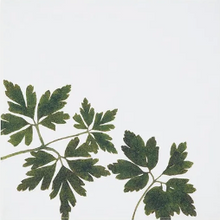 Load image into Gallery viewer, Gastronomic Herb Napkins | Set of 6