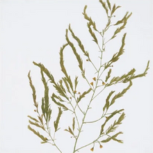 Load image into Gallery viewer, Gastronomic Herb Napkins | Set of 6