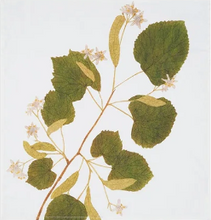 Load image into Gallery viewer, Tisane Herb Linen Napkins