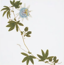 Load image into Gallery viewer, Tisane Herb Linen Napkins