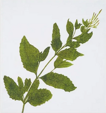 Load image into Gallery viewer, Tisane Herb Linen Napkins