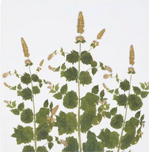 Load image into Gallery viewer, Tisane Herb Linen Napkins
