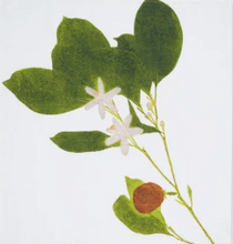 Load image into Gallery viewer, Tisane Herb Linen Napkins